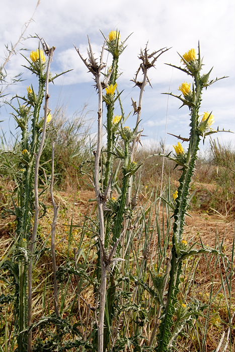 Lokation: Sizilien, Oasi del Simeto Kategorien: Habitus, Datum: 19.04.2006