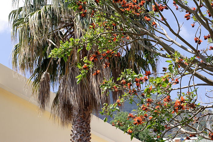 Lokation: Sizilien, Salina Kategorien: Baum, Datum: 20.04.2006