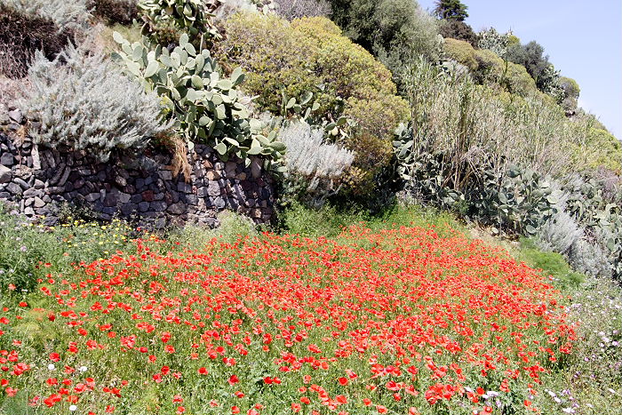 Lokation: Sizilien, Salina Kategorien: Landwirtschaft, Datum: 20.04.2006