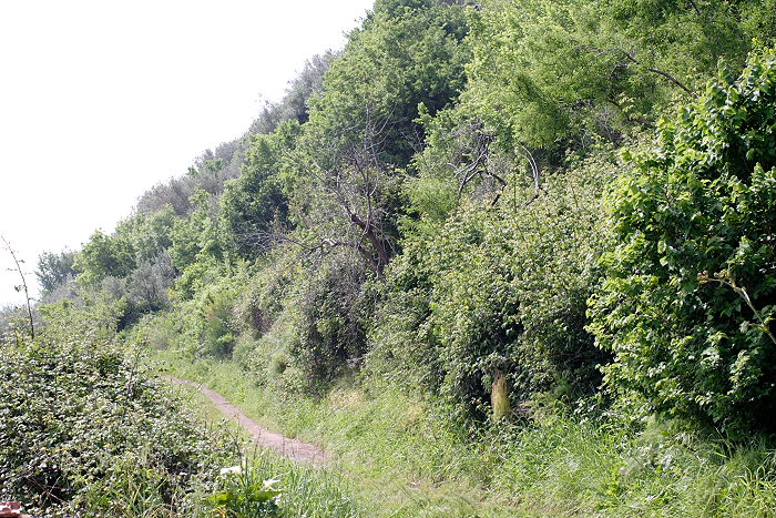 Lokation: Sizilien, Santamargherita Kategorien: Vegetation, Datum: 21.04.2006