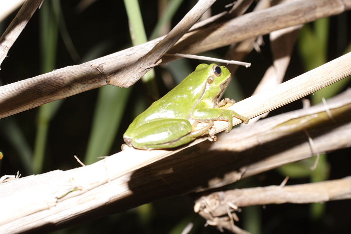 Lokation: Sizilien, Santamargherita Kategorien: Amphibien, Datum: 21.04.2006