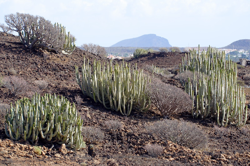Lokation: Spanien | Canarias | Las Galletas | La Estrella Kategorien: Datum: 25.11.2007