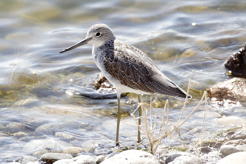 Lokation: Spanien | Canarias | Las Galletas | La Estrella Kategorien: Datum: 25.11.2007