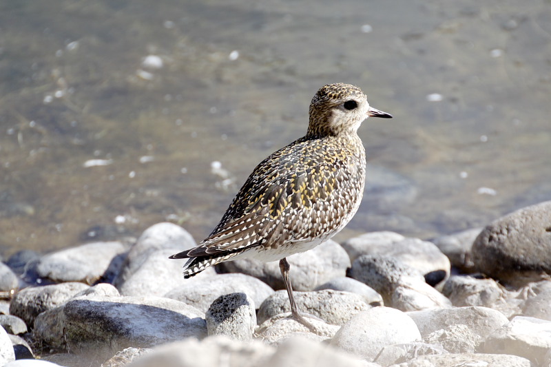 Lokation: Spanien | Canarias | Las Galletas | La Estrella Kategorien: Datum: 25.11.2007