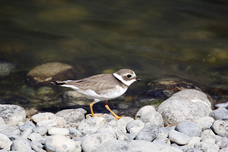 Lokation: Spanien | Canarias | Las Galletas | La Estrella Kategorien: Datum: 25.11.2007