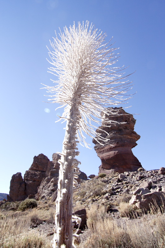 Canadas, Lokation: Spanien | Canarias | Villaflor | Canadas Kategorien: Datum: 27.11.2007