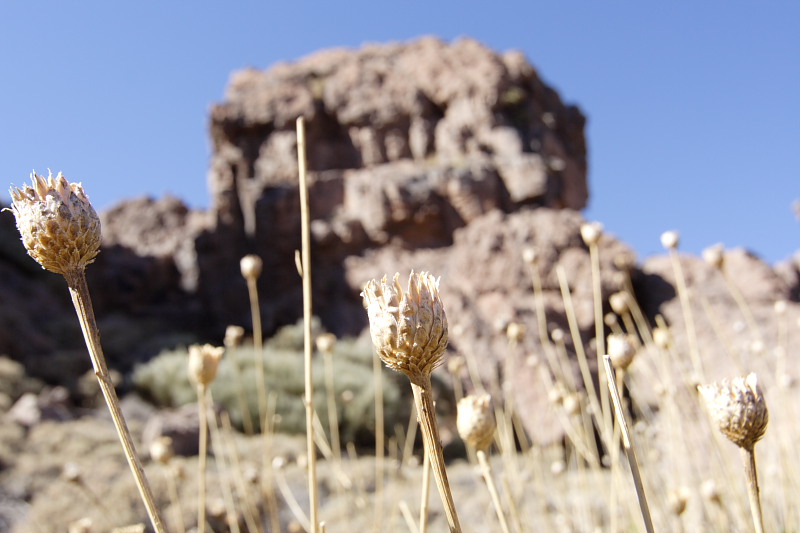 Canadas, Lokation: Spanien | Canarias | Villaflor | Canadas Kategorien: Datum: 27.11.2007