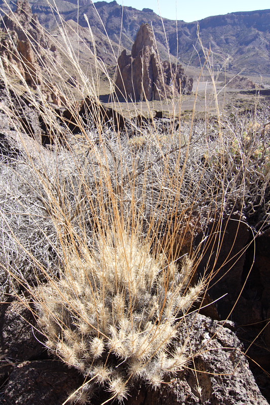Canadas, Lokation: Spanien | Canarias | Villaflor | Canadas Kategorien: Datum: 27.11.2007