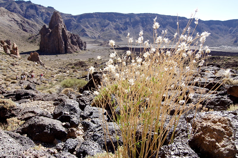 Canadas, Lokation: Spanien | Canarias | Villaflor | Canadas Kategorien: Datum: 27.11.2007