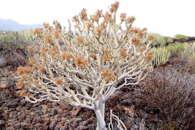 Lokation: Spanien | Canarias | Aldea Blanca | Puerto de Güimar Kategorien: Datum: 29.11.2007