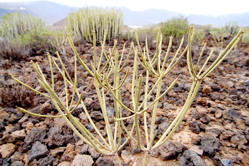 Lokation: Spanien | Canarias | Aldea Blanca | Puerto de Güimar Kategorien: Datum: 29.11.2007