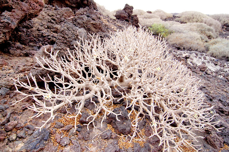 Lokation: Spanien | Canarias | Aldea Blanca | Puerto de Güimar Kategorien: Datum: 29.11.2007