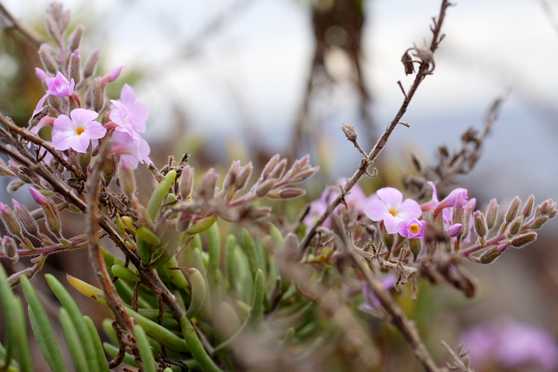 Lokation: Spanien | Canarias | Aldea Blanca | Puerto de Güimar Kategorien: Datum: 29.11.2007