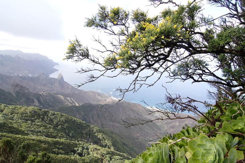 Lokation: Spanien | Canarias | El Draguillo | El Draguillo Kategorien: Datum: 01.12.2007