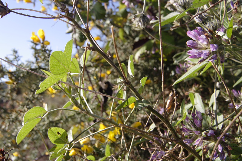 Lokation: Spanien | Canarias | La Tierra Del Trigo | Cuevas del Palmar Kategorien: Datum: 02.12.2007