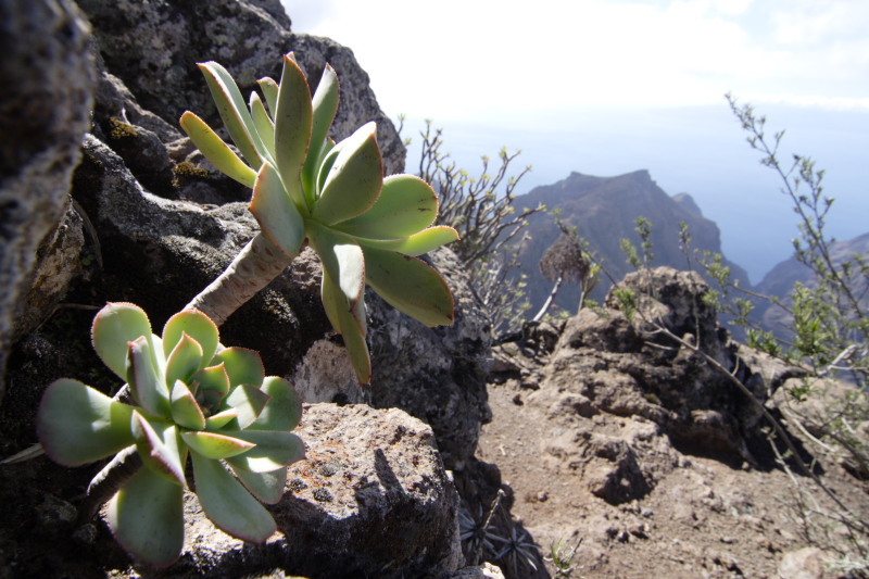 Lokation: Spanien | Canarias | Masca | Masca Kategorien: Datum: 02.12.2007