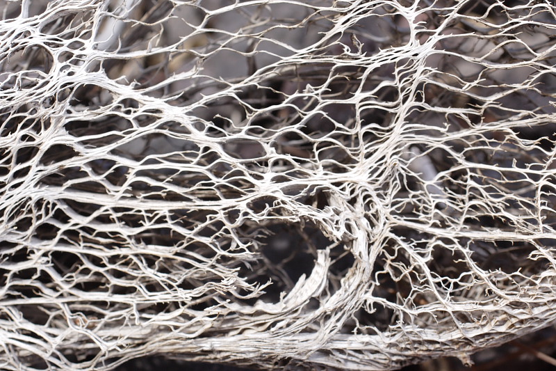 Lokation: Spanien | Canarias | Caleta De Silos | Las Cruces Kategorien: Datum: 03.12.2007