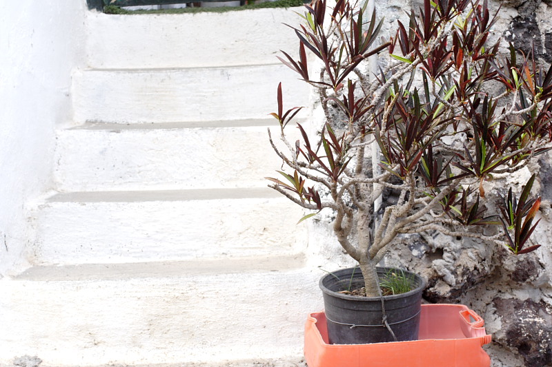 Lokation: Spanien | Canarias | Caleta De Silos | Las Cruces Kategorien: Datum: 03.12.2007