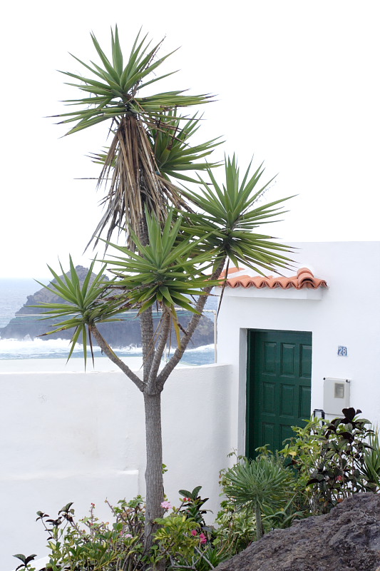 Lokation: Spanien | Canarias | Caleta De Silos | Las Cruces Kategorien: Datum: 03.12.2007