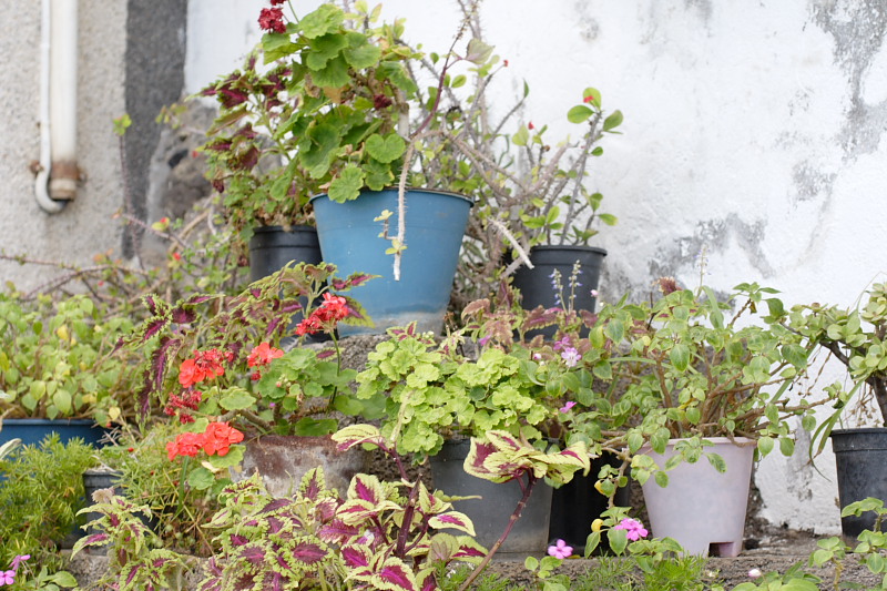 Lokation: Spanien | Canarias | Caleta De Silos | Las Cruces Kategorien: Datum: 03.12.2007