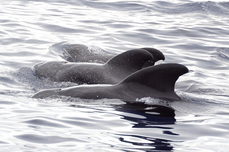 Lokation: Spanien | Canarias | Boca Cangrejo (Adeje) | Callao Salvaje Kategorien: Datum: 05.12.2007