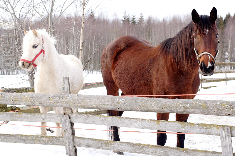 Lokation: Norwegen | Hedmark | Arneberg | Harby Kategorien: Datum: 27.02.2008