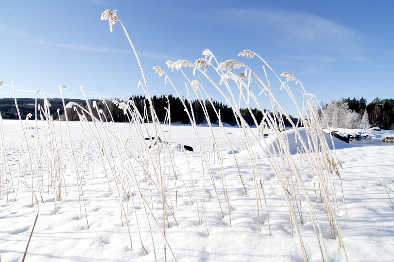 Lokation: Norwegen | Hedmark | Arneberg | Arneberg Kategorien: Datum: 28.02.2008