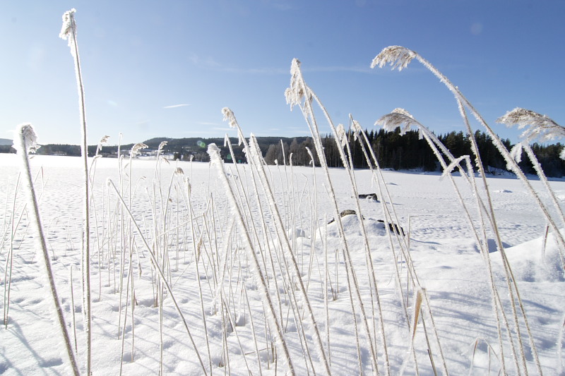 Lokation: Norwegen | Hedmark | Arneberg | Arneberg Kategorien: Datum: 28.02.2008