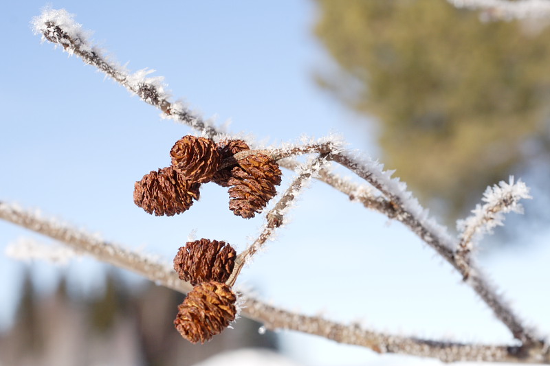 Lokation: Norwegen | Hedmark | Arneberg | Arneberg Kategorien: Datum: 28.02.2008