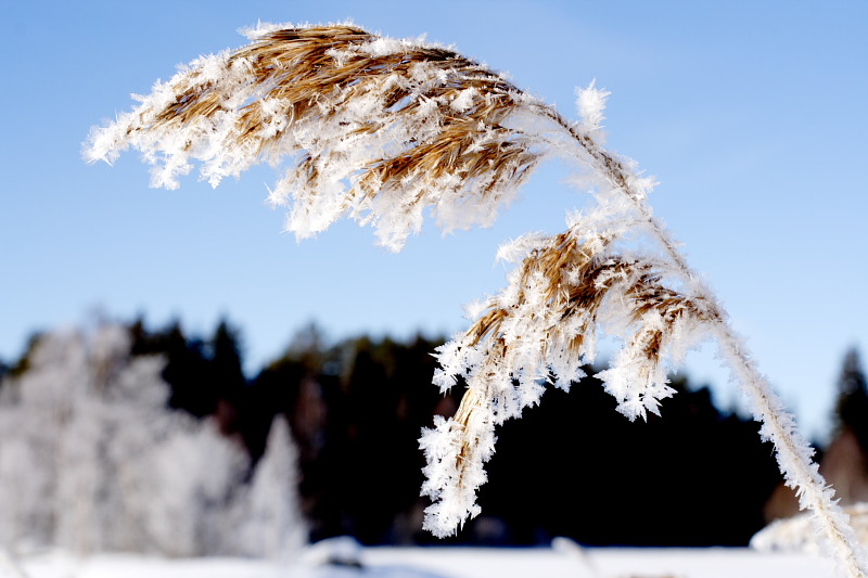 Lokation: Norwegen | Hedmark | Arneberg | Arneberg Kategorien: Datum: 28.02.2008