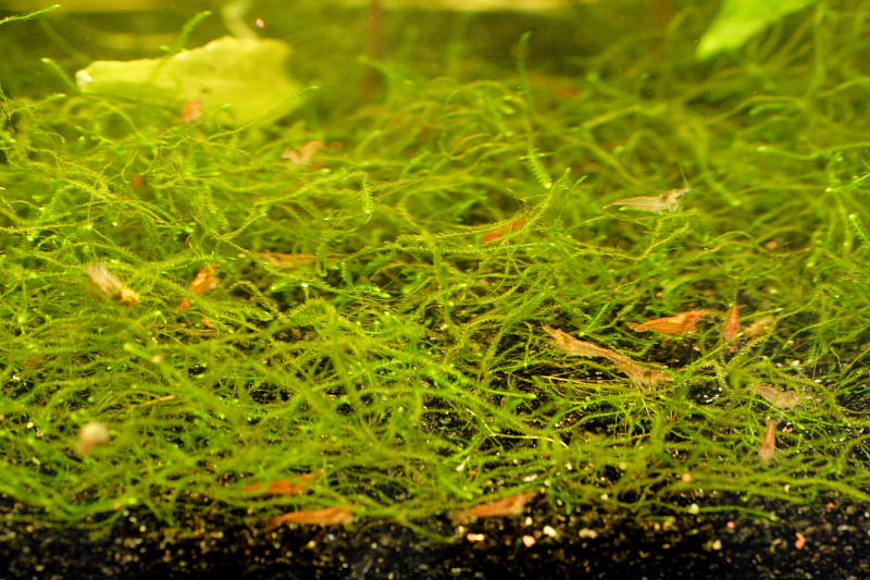 Kategorien: Datum: 28.05.2008