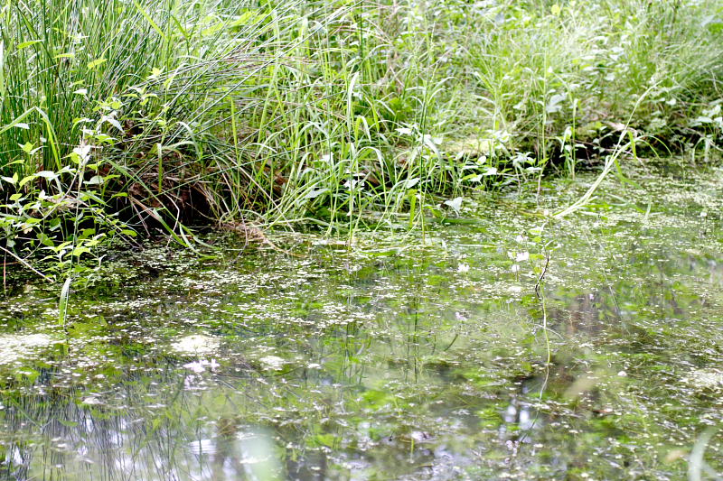 Kategorien: Datum: 28.05.2008