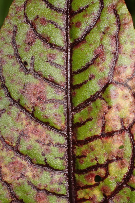 Kategorien: Datum: 27.08.2008