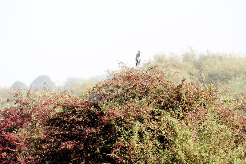 Lokation: Deutschland | Nordrhein-Westfalen | Emmerich | Grietherort Kategorien: Datum: 27.09.2008