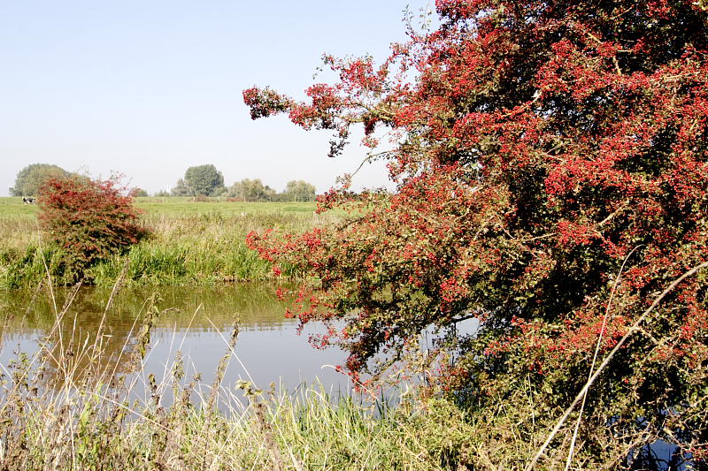 Lokation: Deutschland | Nordrhein-Westfalen | Emmerich | Grietherbusch Kategorien: Datum: 27.09.2008