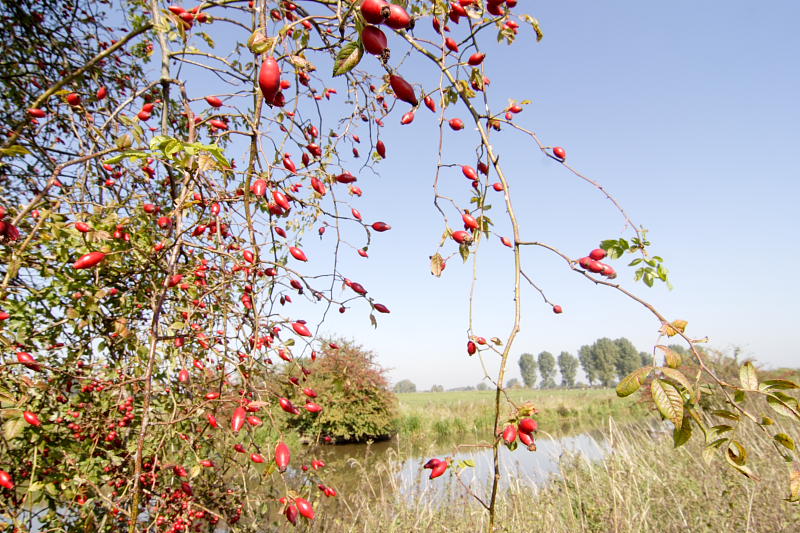 Lokation: Deutschland | Nordrhein-Westfalen | Rees | Grietherbusch Kategorien: Datum: 27.09.2008