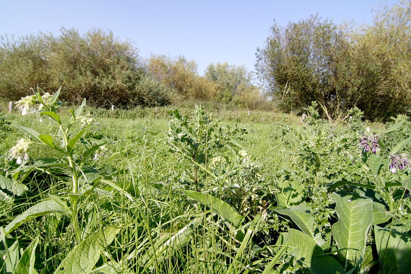 Lokation: Deutschland | Nordrhein-Westfalen | Rees | Grietherort Kategorien: Datum: 27.09.2008