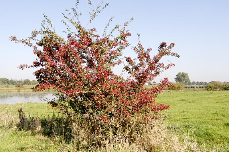 Lokation: Deutschland | Nordrhein-Westfalen | Rees | Berg Kategorien: Datum: 27.09.2008