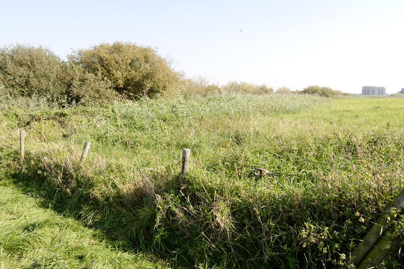 Lokation: Deutschland | Nordrhein-Westfalen | Rees | Offenberg Kategorien: Datum: 27.09.2008