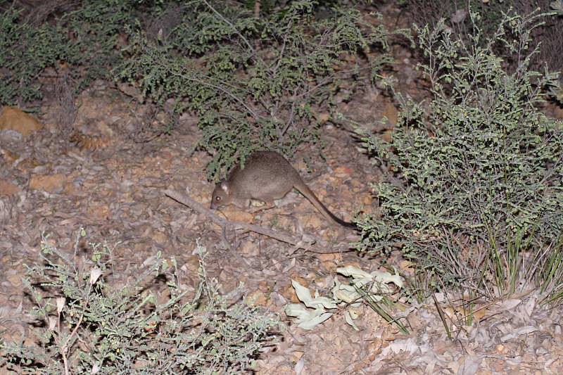 Lokation: Australien | Western Australia | Beechina | Chidlow Kategorien: Datum: 21.10.2008