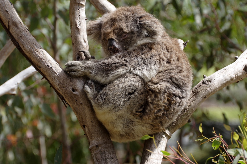 Koala, Lokation: Australien | Western Australia | Yanchep | Yanchep Kategorien: Familie: Phascolarctidae (Koalas), Datum: 22.10.2008