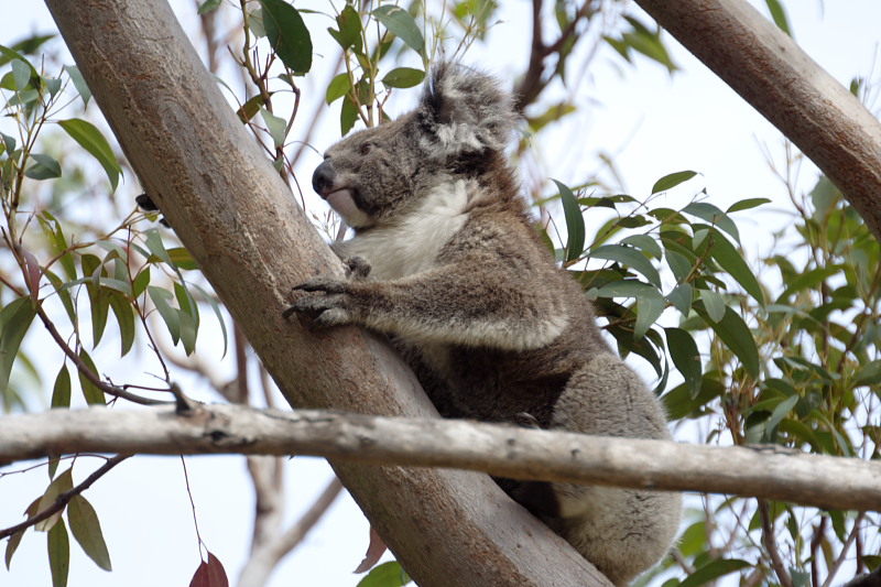Koala, Lokation: Australien | Western Australia | Yanchep | Yanchep Kategorien: Familie: Phascolarctidae (Koalas), Datum: 22.10.2008