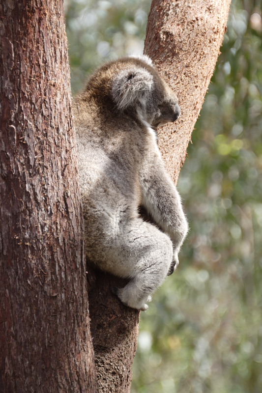 Koala, Lokation: Australien | Western Australia | Yanchep | Yanchep Kategorien: Familie: Phascolarctidae (Koalas), Datum: 22.10.2008