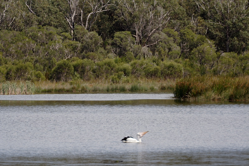 Lokation: Australien | Western Australia | Yanchep | Yanchep Kategorien: Datum: 22.10.2008