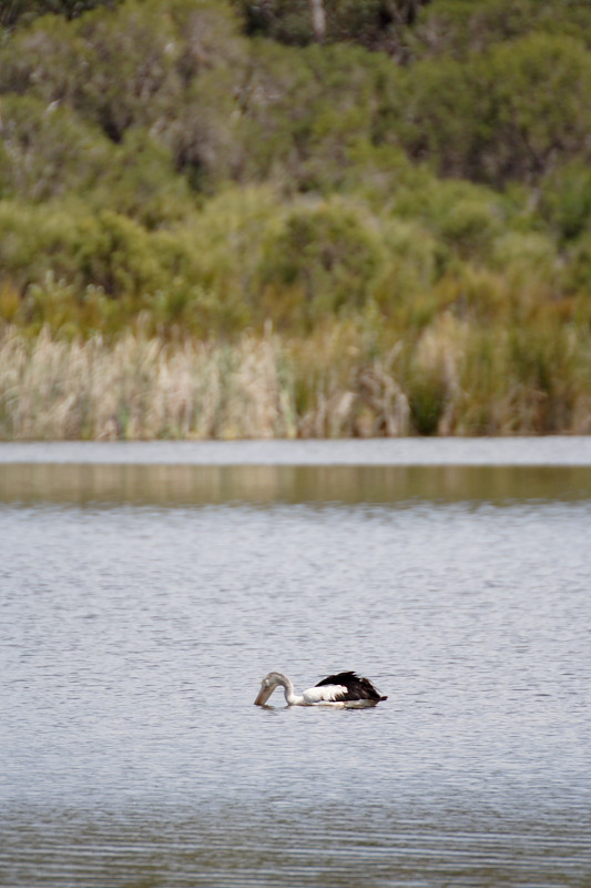 Lokation: Australien | Western Australia | Yanchep | Yanchep Kategorien: Datum: 22.10.2008