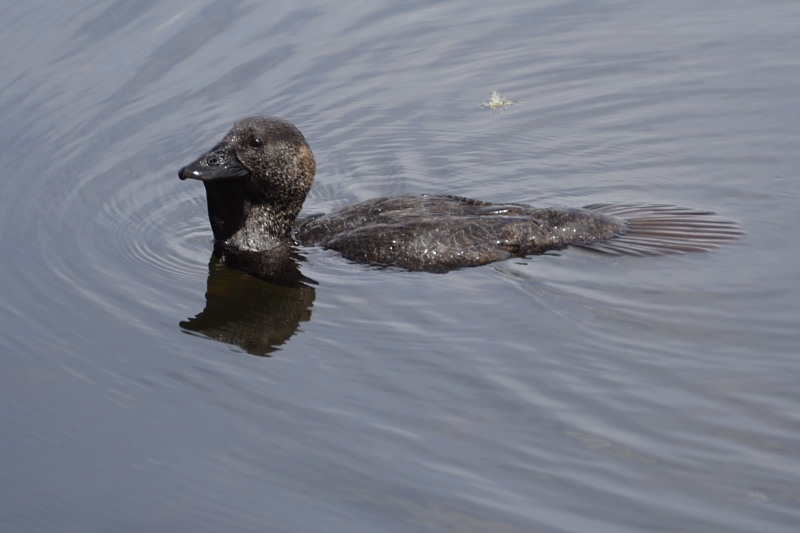 Lokation: Australien | Western Australia | Yanchep | Yanchep Kategorien: Datum: 22.10.2008