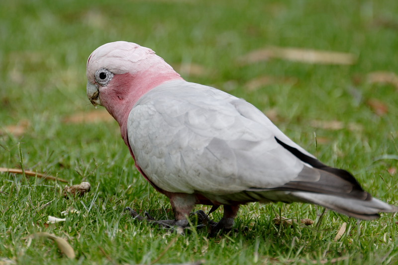Lokation: Australien | Western Australia | Yanchep | Yanchep Kategorien: Datum: 22.10.2008