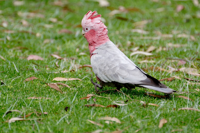 Lokation: Australien | Western Australia | Yanchep | Yanchep Kategorien: Datum: 22.10.2008