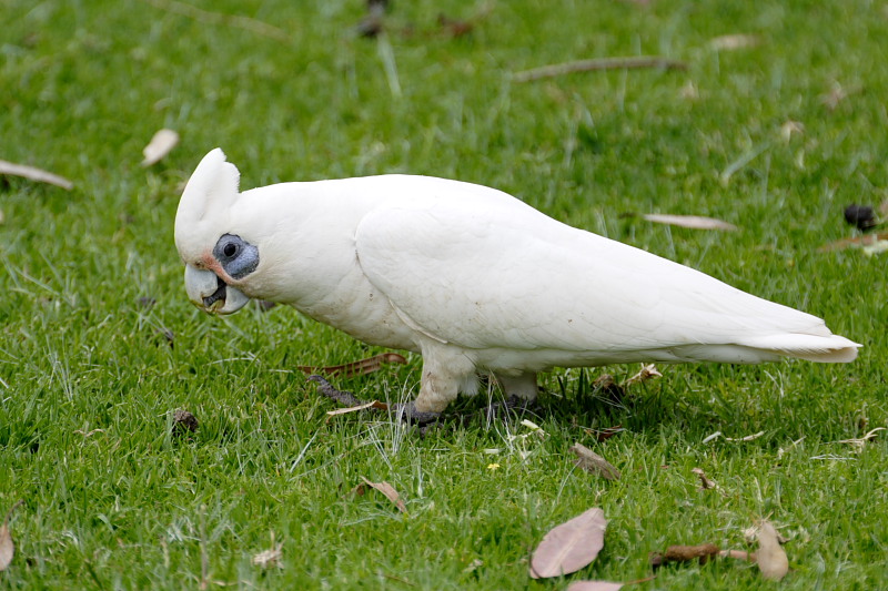 Lokation: Australien | Western Australia | Yanchep | Yanchep Kategorien: Datum: 22.10.2008