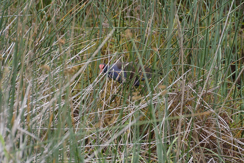 Lokation: Australien | Western Australia | Yanchep | Yanchep Kategorien: Datum: 22.10.2008